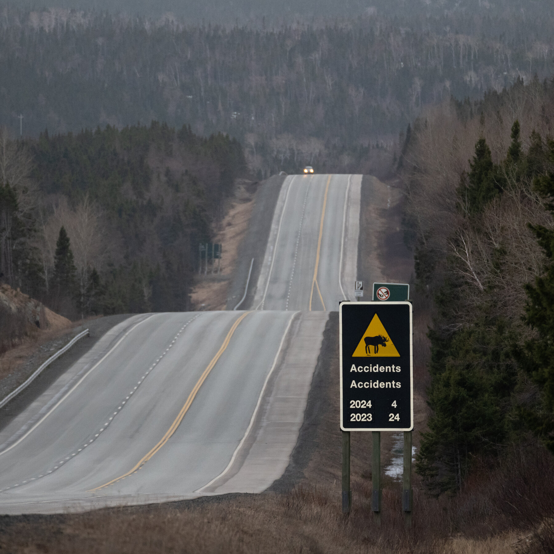 A Menace to Motorists, but the ‘Noble’ Moose Is Adopted by Newfoundland